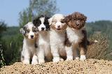 CHIOTS - PUPPIES
